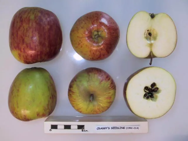 Craggy's Seedling, photo 1