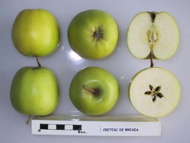 Cretesc de Breaza fruit