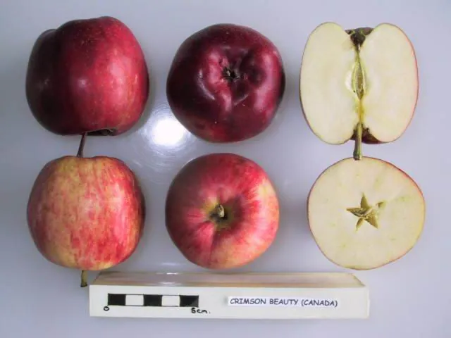 Crimson Beauty (Canada), photo 1