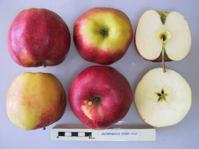 Crowngold, photo 1