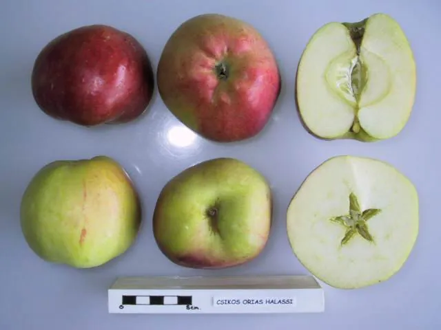 Csikos Orias Halasi, photo 1