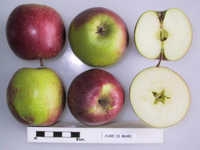 Cure, photo 1
