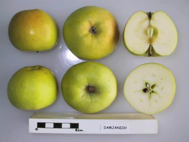 Damjanich, photo 1