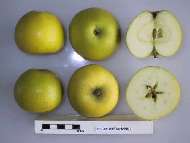 de Jaune, photo 1
