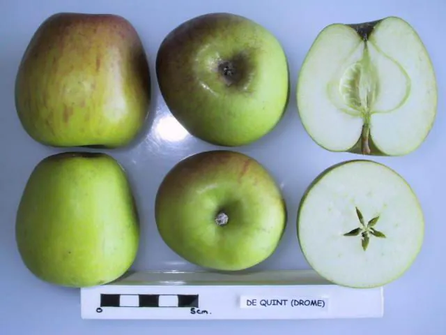 de Quint, photo 1