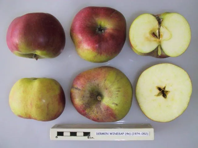 Dermen Winesap, photo 1
