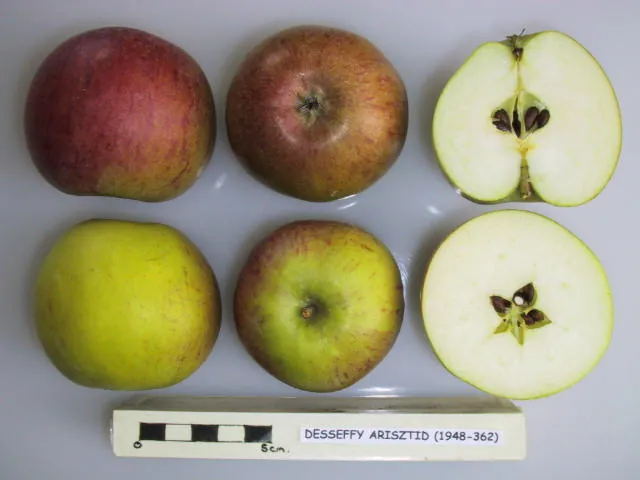 Desseffy Arisztid, photo 1