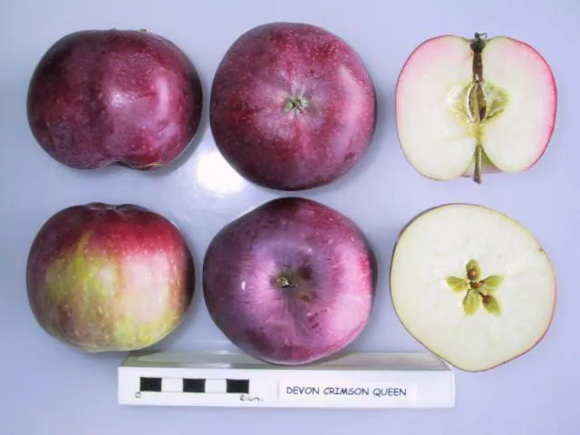 Devon Crimson Queen, photo 1