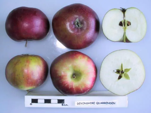 Devonshire Quarrenden fruit