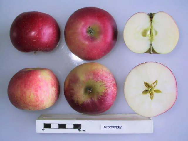 Discovery fruit