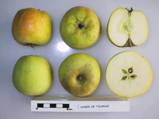 Doree de Tournai fruit