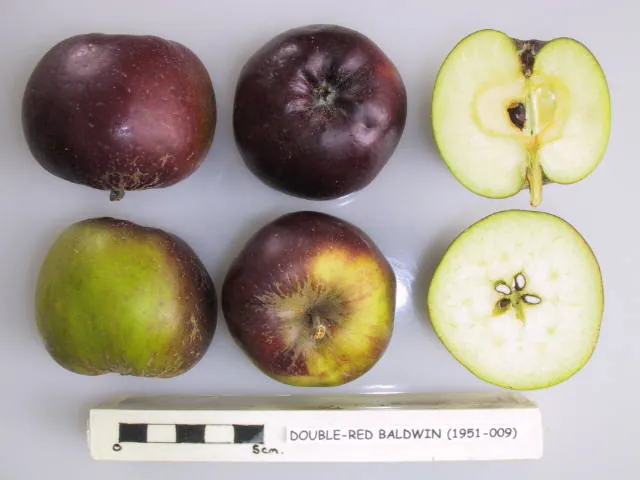 Double-Red Baldwin, photo 1