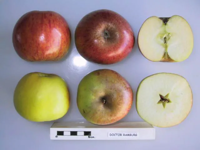 Dr. Ramburg, photo 1