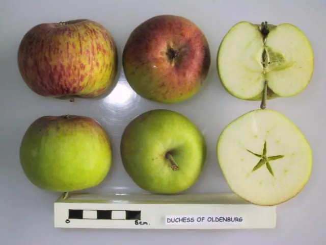 Duchess of Oldenburg, photo 1