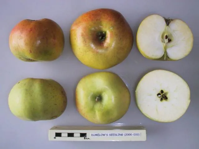 Dumelow's Seedling fruit