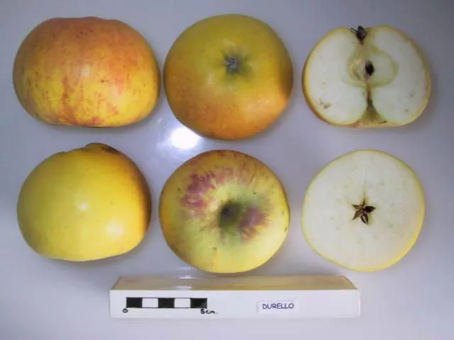 Durello, photo 1