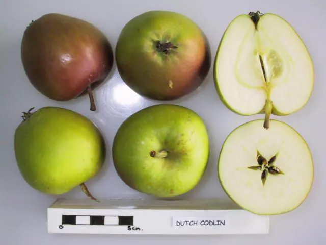 Dutch Codlin, photo 1