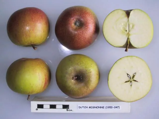 Dutch Mignonne fruit