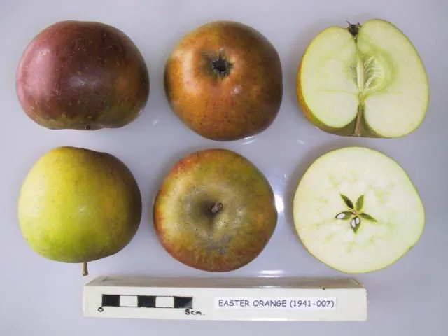 Easter Orange fruit