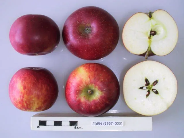 Eden, photo 1