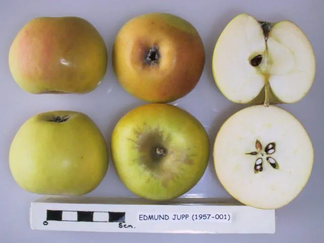 Edmund Jupp, photo 1
