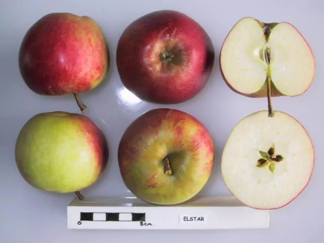 Elstar, photo 1
