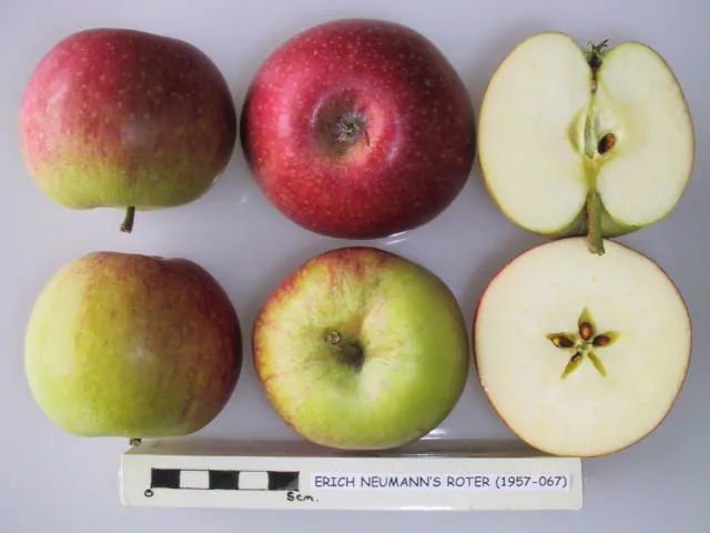 Erich Neumanns Roter James Grieve, photo 1