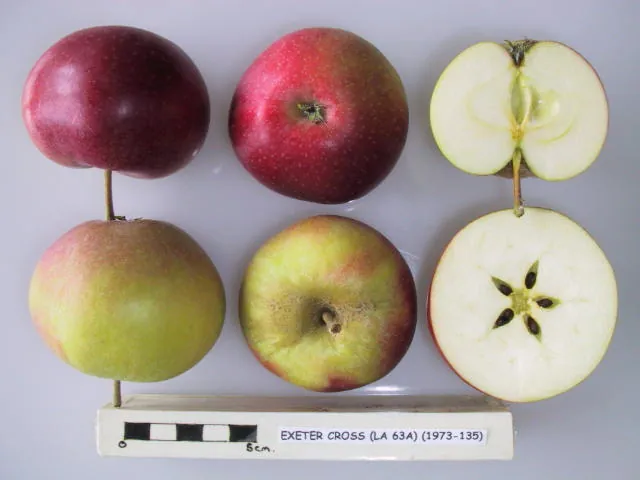 Exeter Cross fruit