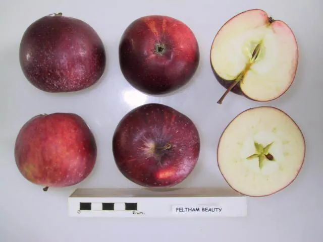 Feltham Beauty fruit