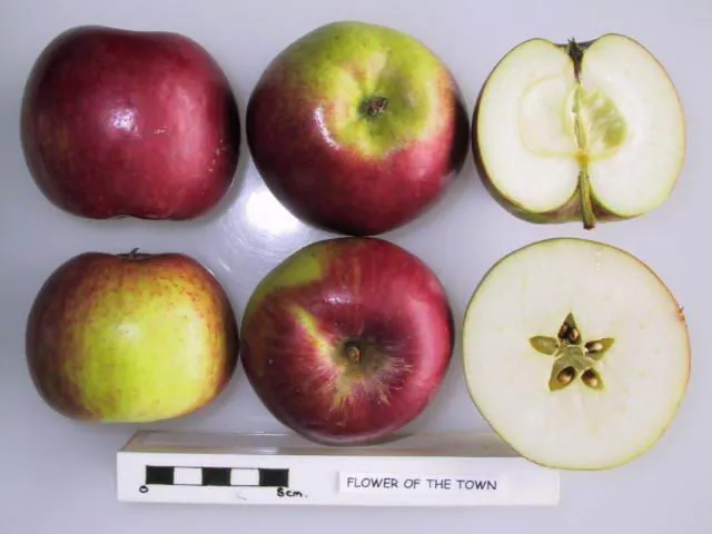 Flower of the Town, photo 1