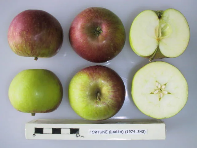 Fortune, photo 1