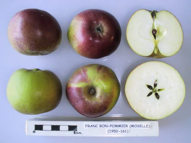 Franc-Bon-Pommier, photo 1