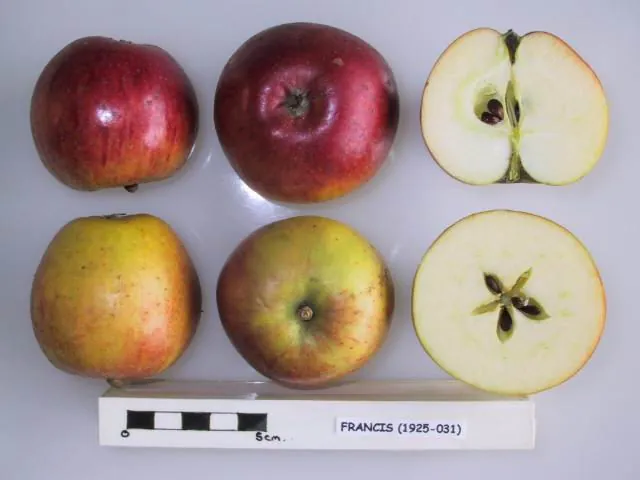 Francis (Thorrington) fruit