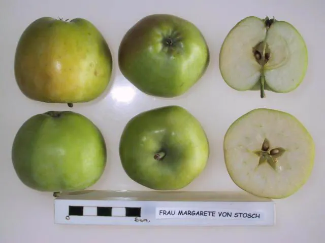 Frau Margarete von Stosch, photo 1