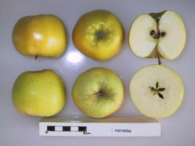 Freyberg, photo 1