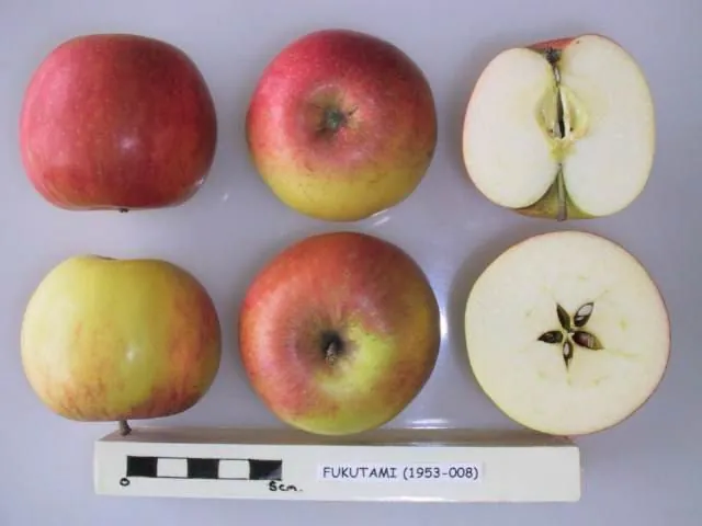 Fukutami, photo 1