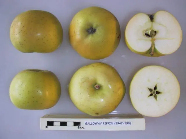 Galloway Pippin, photo 1
