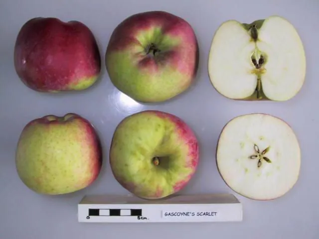 Gascoyne's Scarlet fruit