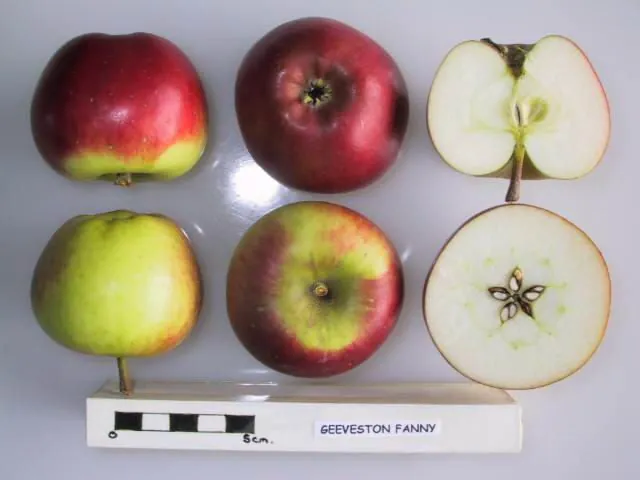 Geeveston Fanny, photo 1