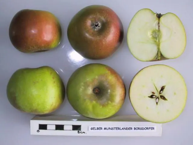 Gelber Munsterlander Borsdorfer, photo 1