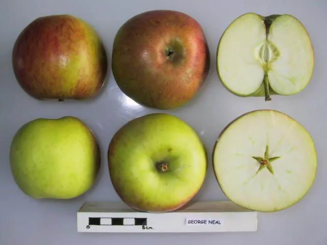 George Neal fruit