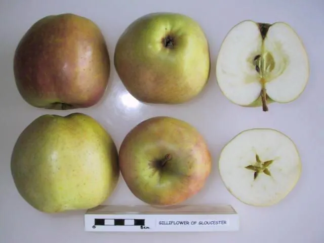 Gilliflower of Gloucester, photo 1