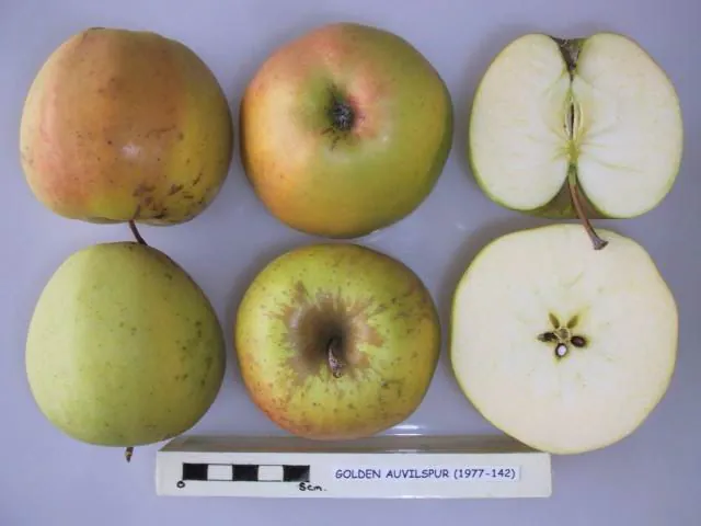 Golden Auvilspur, photo 1