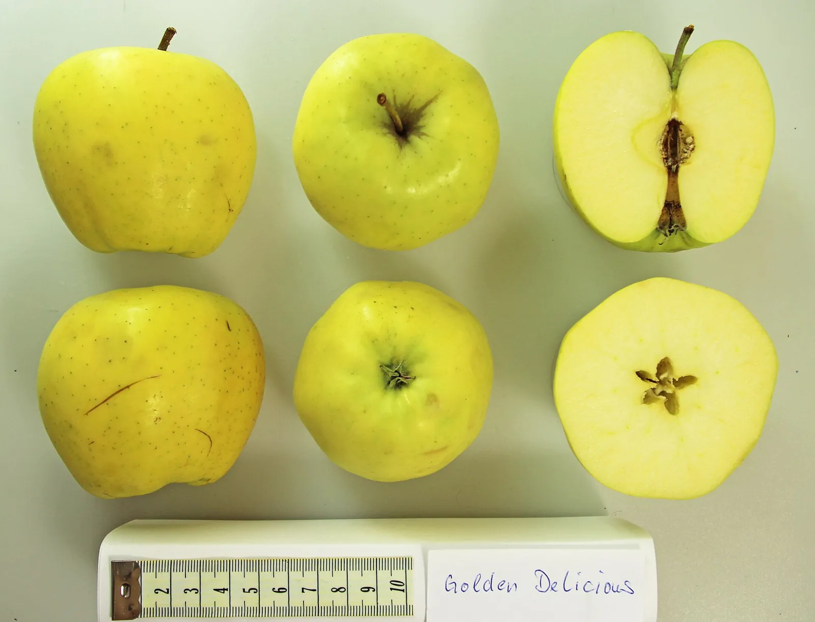 Golden Delicious fruit