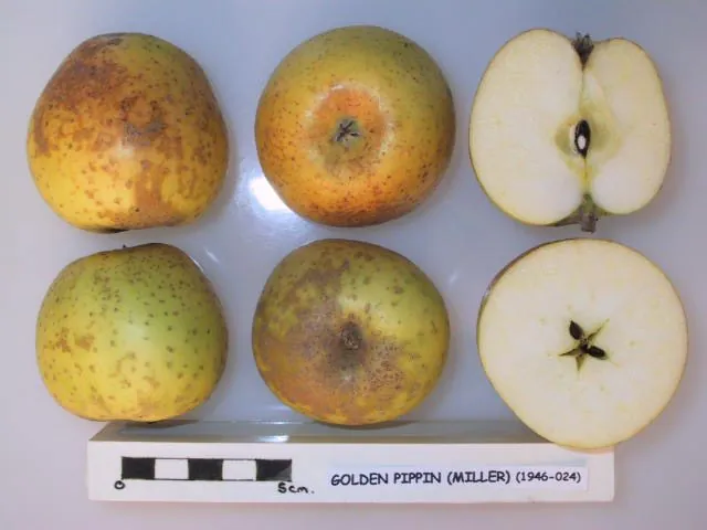 Golden Pippin, photo 1