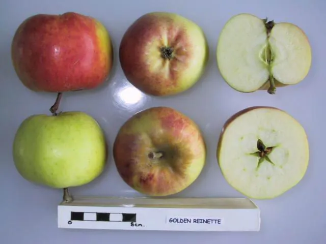 Golden Reinette, photo 1