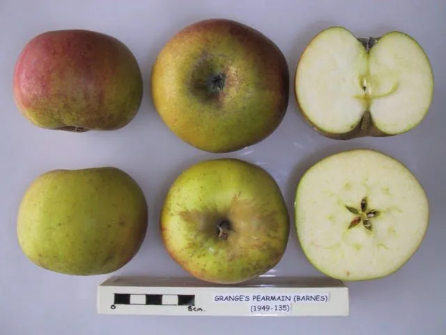 Grange's Pearmain, photo 1