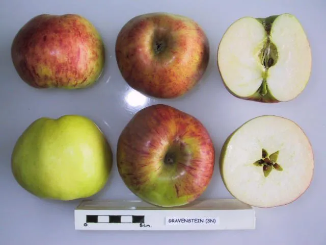 Gravenstein, photo 1
