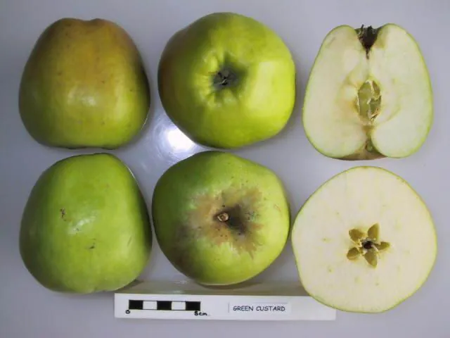 Green Custard, photo 1