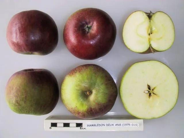 Hambledon Deux Ans fruit